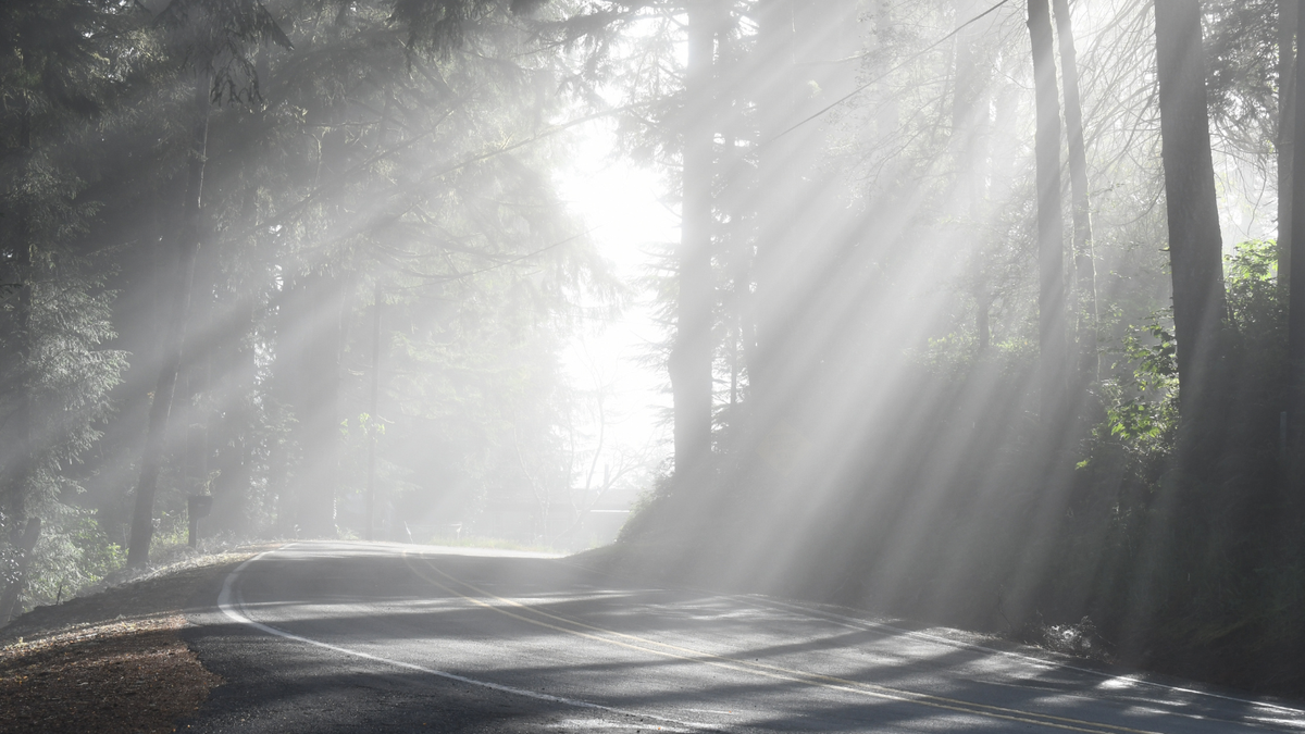 Soft light through the trees—real, imperfect, deeply in love.